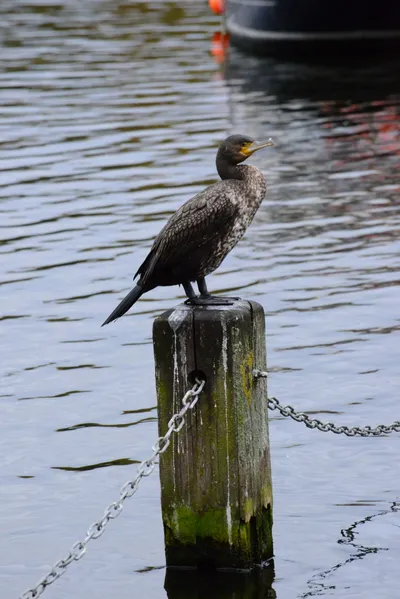 DSC_0669 (Large).JPG